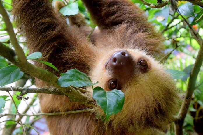 Rainforest Puerto Viejo Travel Costa Rica Sloth