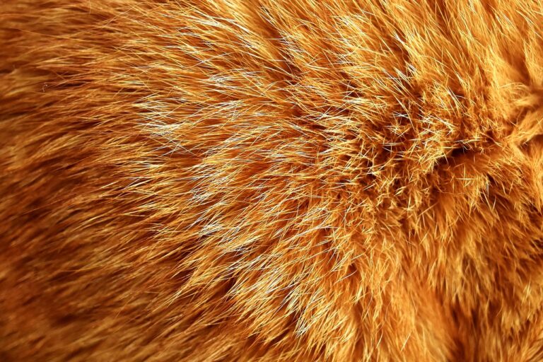 Gucci Goes Fur-Free In 2018