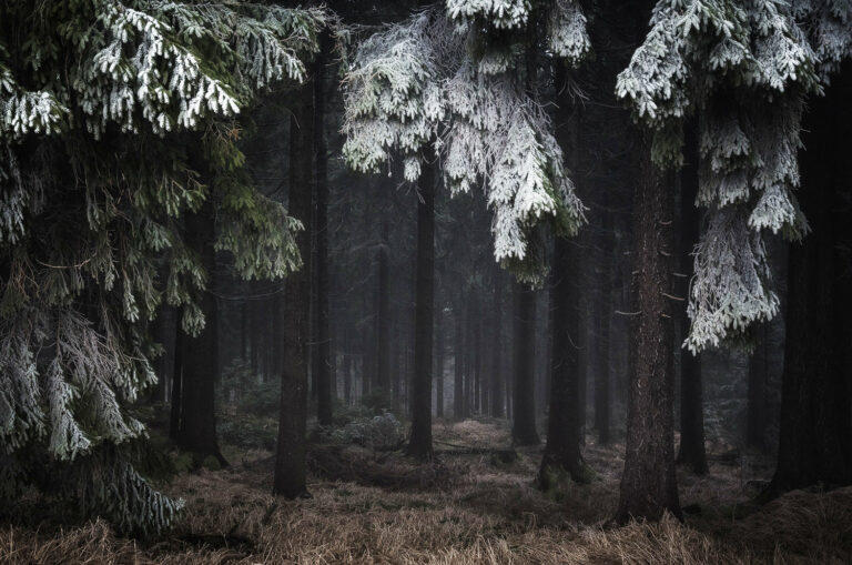 Winter in the Woods by Heiko Gerlicher