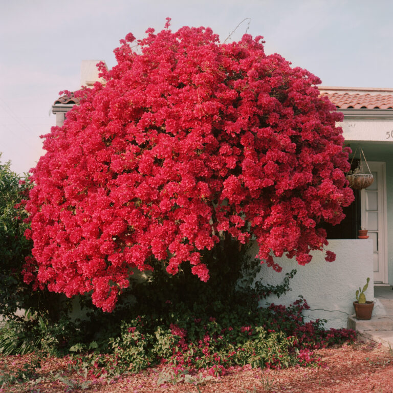 Wild Rose by Landon Speers