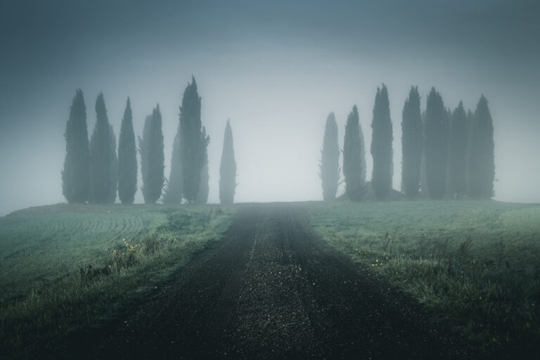 Foggy Mornings by Stef Kocyla