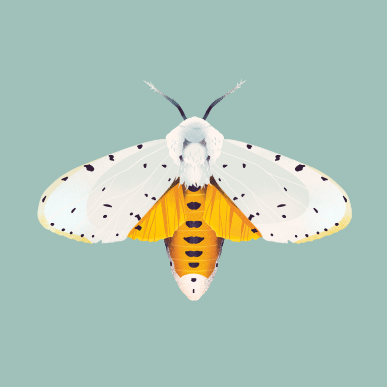 Moths by Jelena Hallmann-Haeschke