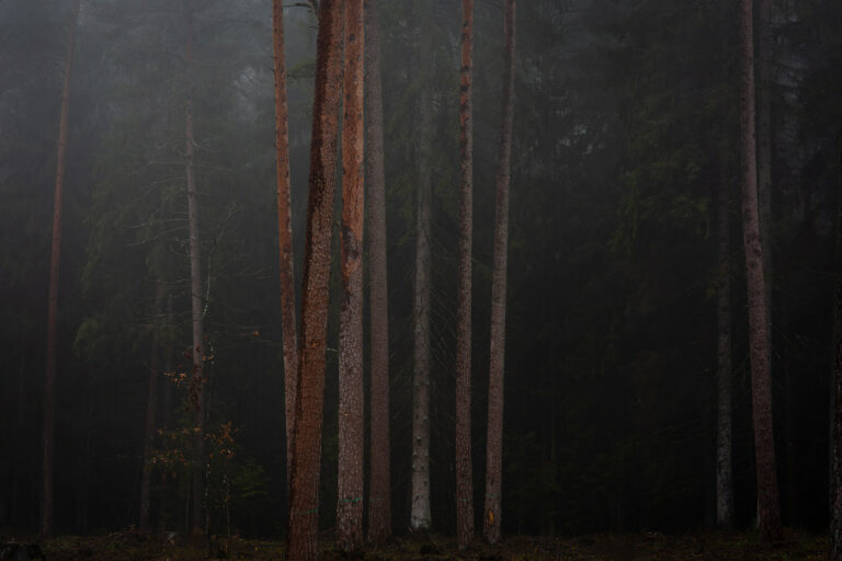 November’s Somber Melody by Mindaugas Buivydas
