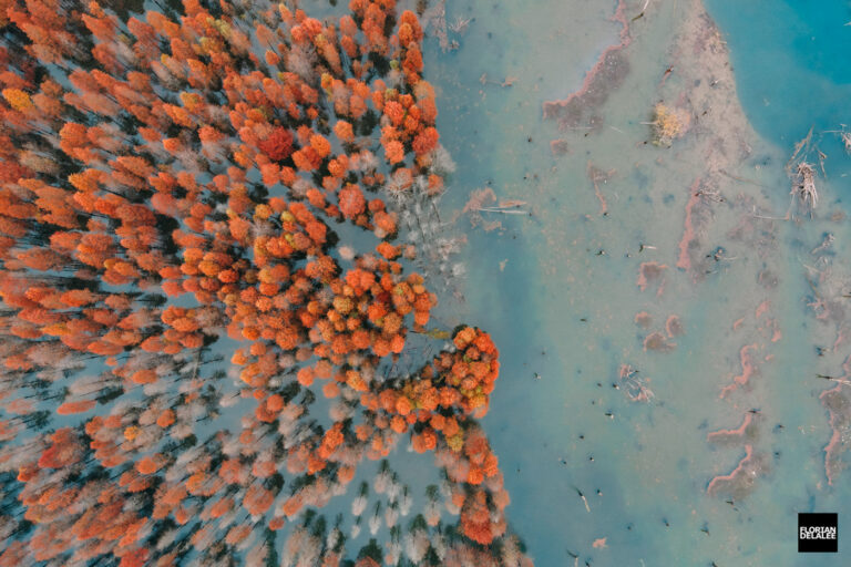 Red Forest by Florian Delalee