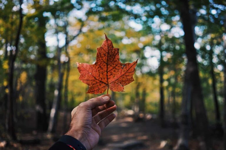 Gambling Business In Canada – 5 Reasons Why It Is Successful