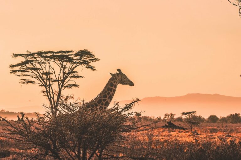 Go on a slot-game safari and discover the hidden treasures of the animal kingdom