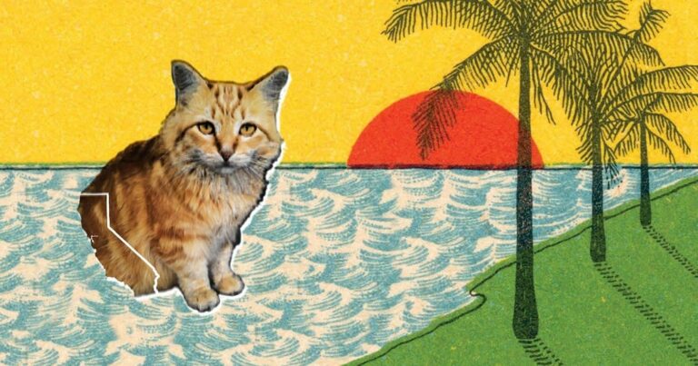 Snacks, Bethany Cosentino’s Cat and the Cover Star of Best Coast’s Debut Album, Has Died