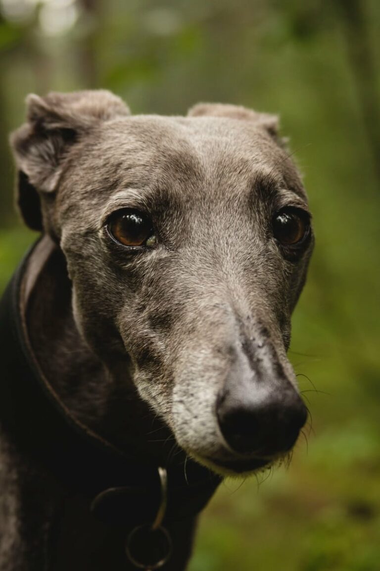 Greyhound racing: Who are the sport’s best trainers?