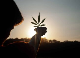 person holding white flower during sunset