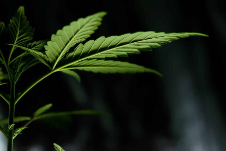 Easiest ways to consume cannabis