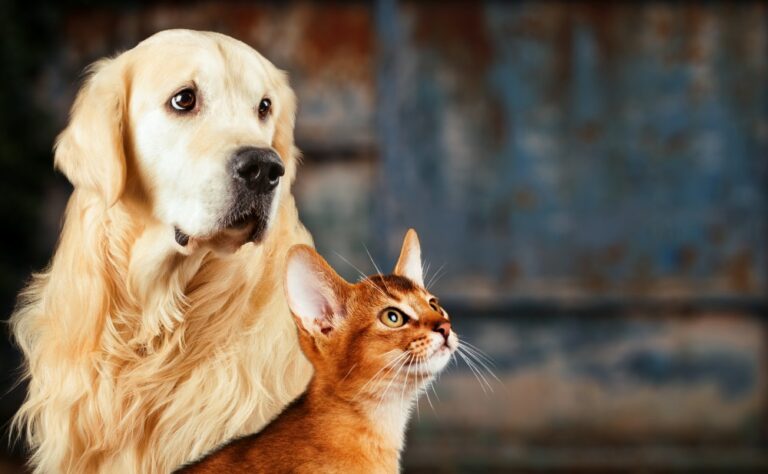 Top 10 Pet-Friendly Interior Tips for Your Home