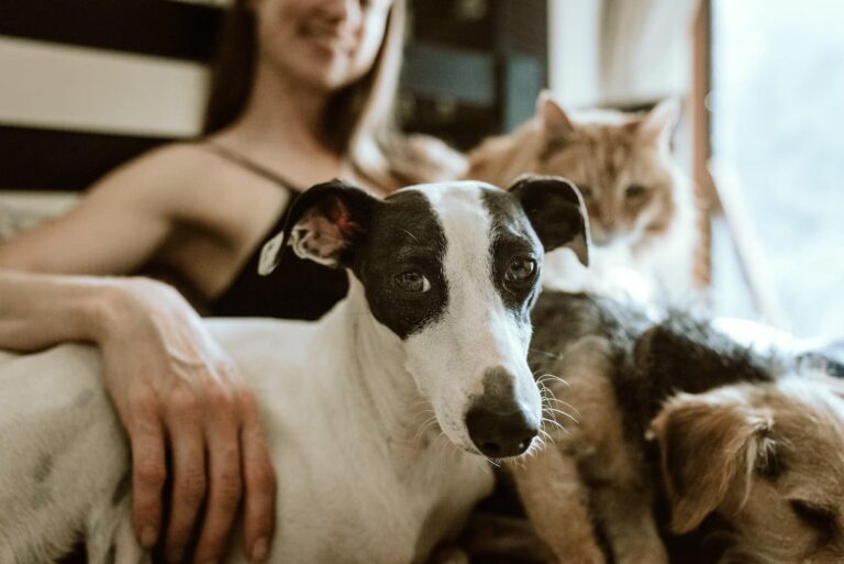 Keeping Your Home Clean And Tidy With Pets