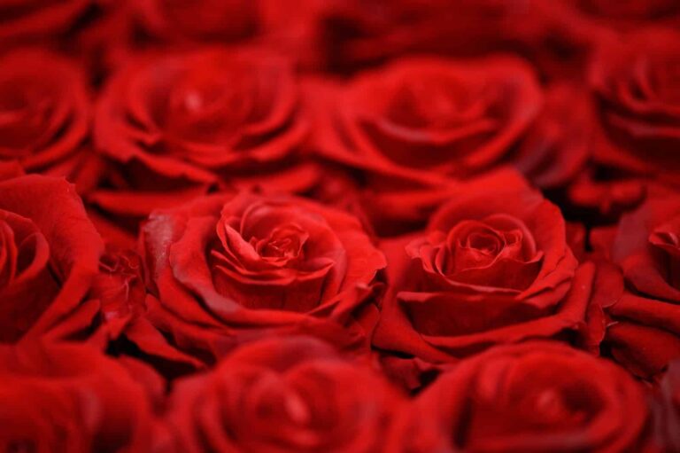 6 cute valentines day present for your girlfriend