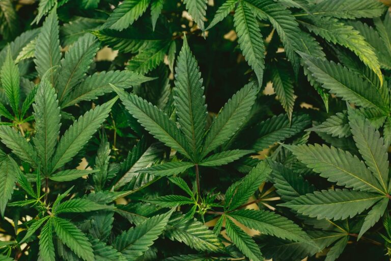 What You Need to Know Before Buying Marijuana in Pennsylvania