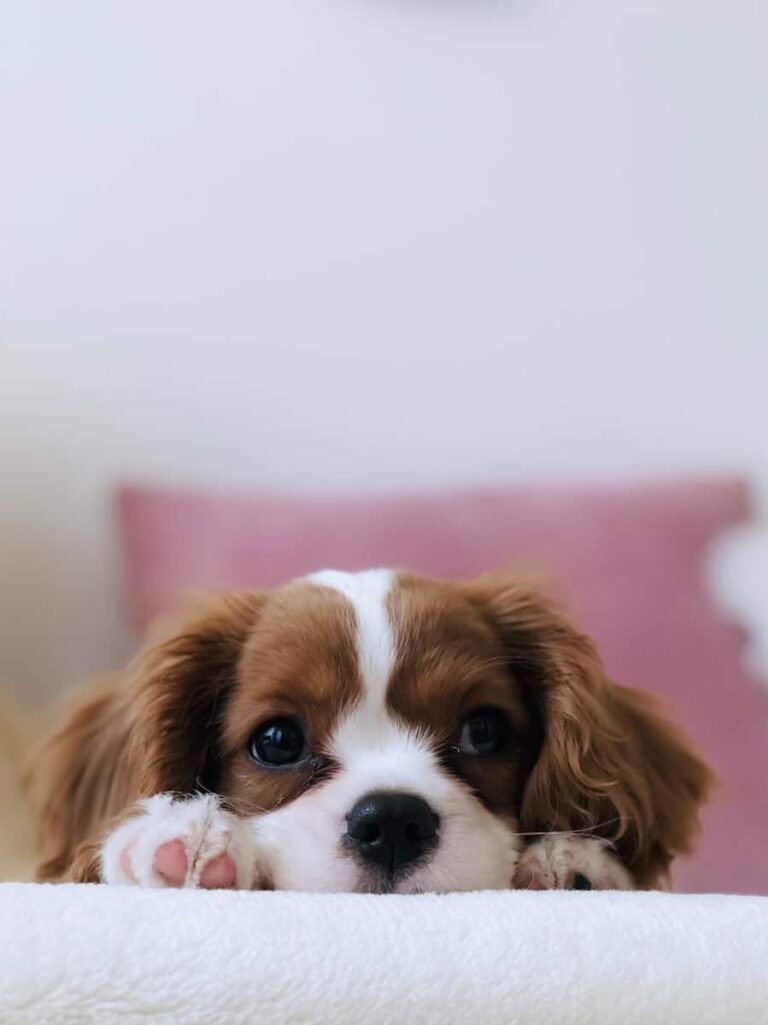 Managing a Dog with Liver Disease: Practical Care Tips