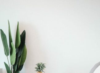 green leaf plant beside wall