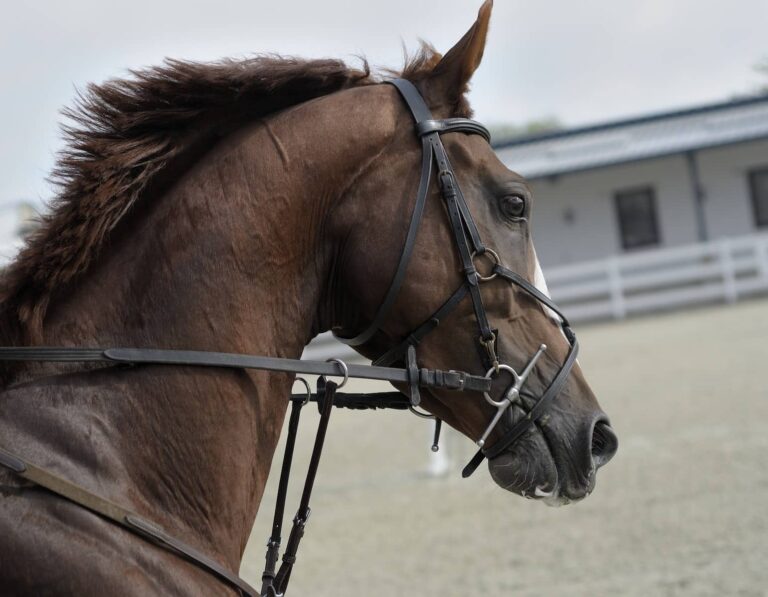 Three Willie Mullins outsiders who could cause an upset at the Cheltenham Festival