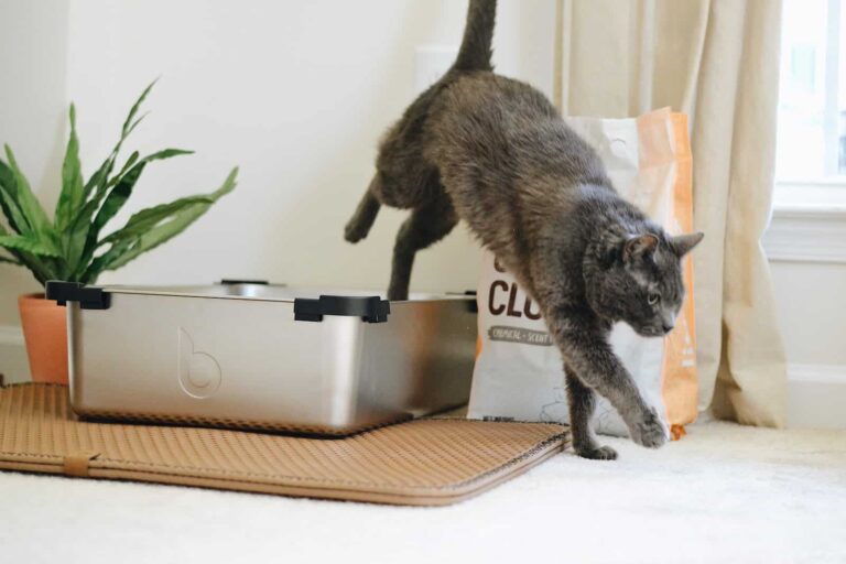 4 Clever Hacks for Managing Cat Litter Odor