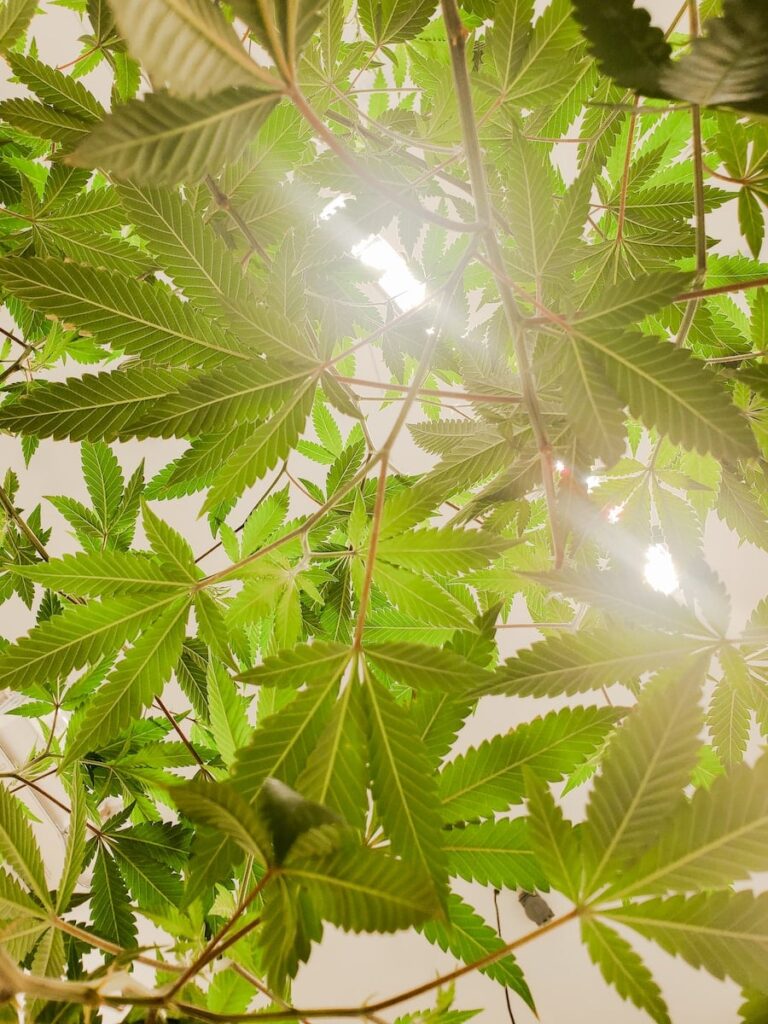 How To Find The Top THC Products Online: A Guide