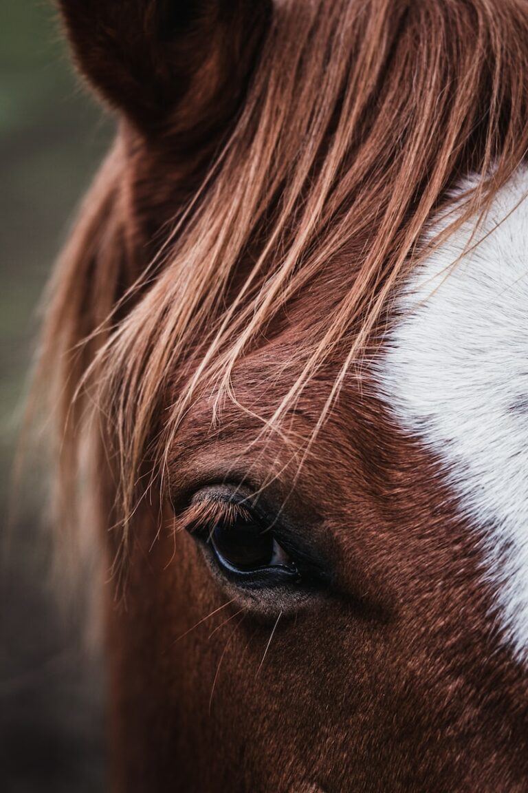 Taylor Swift And Her Passion For Horses