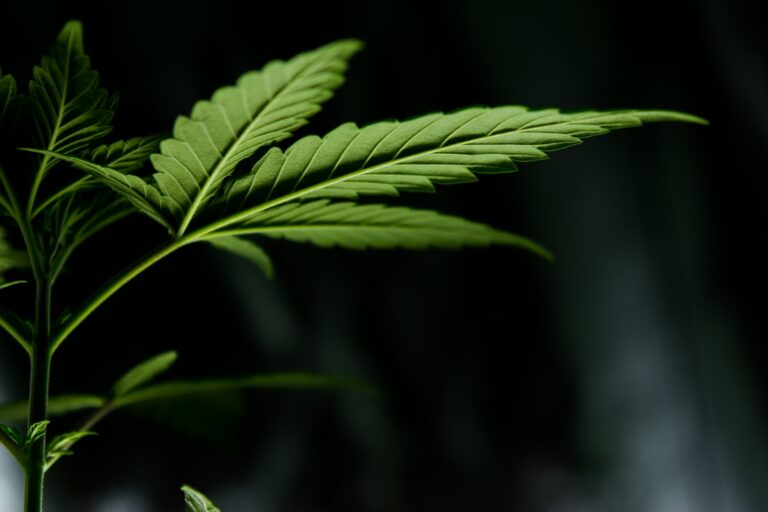 Lyphe Clinic – Acquiring a Medical Cannabis Prescription in the UK