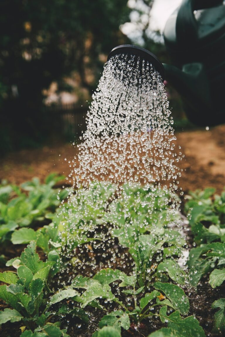 How to Make Your Garden Perfect for Every Occasion