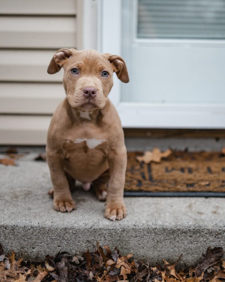 The Best Doggy Daycare Options in Notting Hill, London