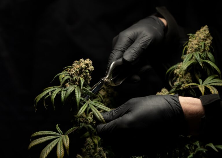 How to Choose the Right Cannabis Strain for Your Needs: A Guide to Selecting the Ideal Variety