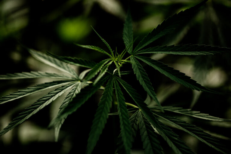 Unravel the Hash Marihuana and Hemp Museum of Barcelona
