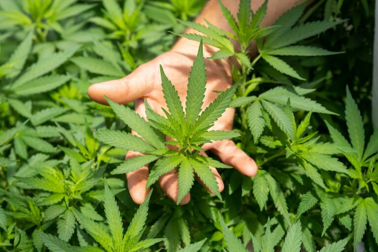 Natural Supplements: The Potential of CBD Flower and More