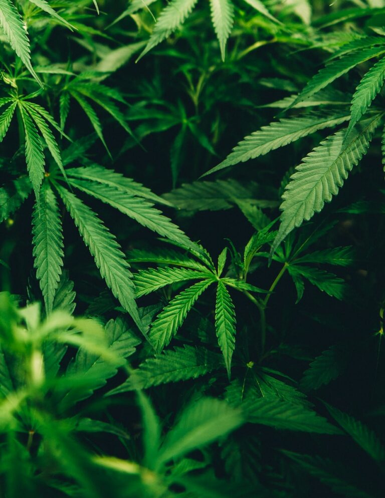 Stoner Comedies Up in Smoke: The Quiet Death of the “Stoner” Movie Genre