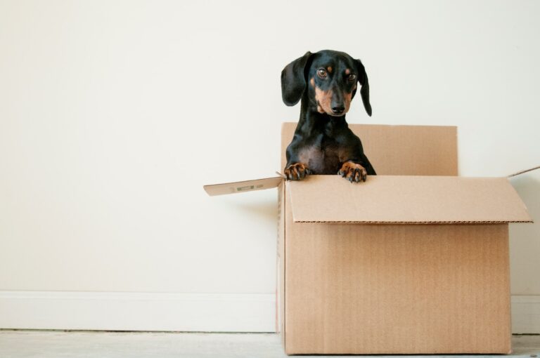 The Value of Trust: Why Hiring Veteran Movers is a Smart Choice