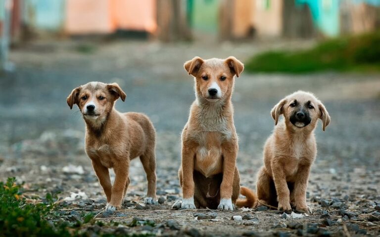 Understanding Your Dog’s Sweet Tooth: How Dogs Taste Sweetness