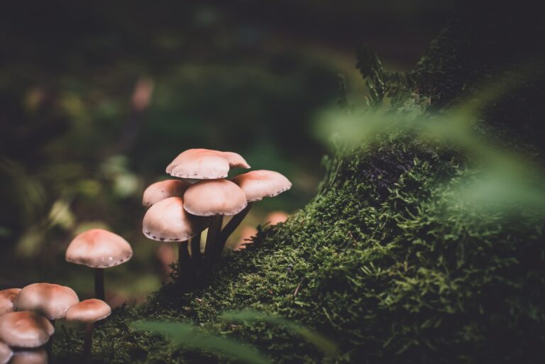 10 Health Benefits of Mushrooms
