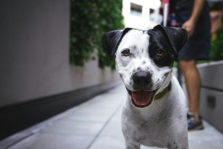 Do CBD Dog Treats Help with Anxiety?