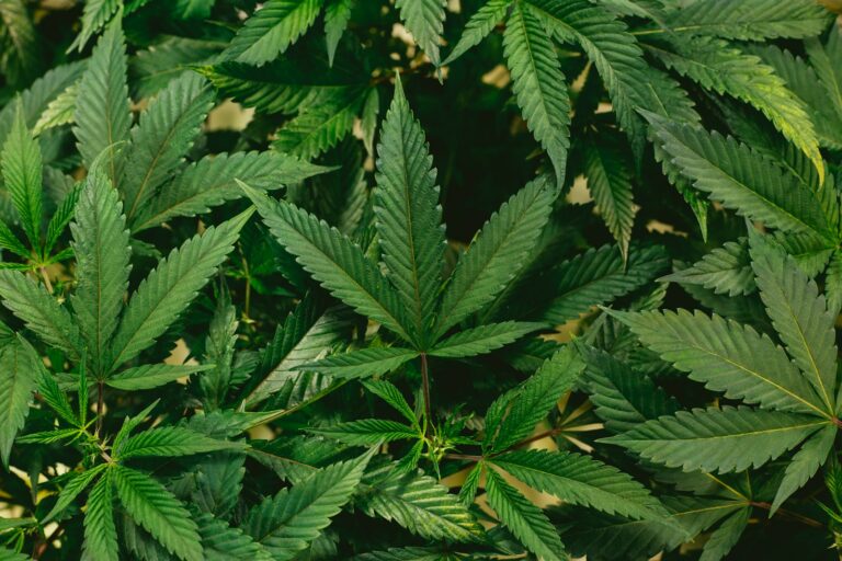 Cannabis Brands and Innovations: Showcasing innovative cannabis products and brands in different countries.