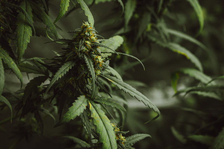 Marijuana Possession in California: Legal Nuances After Prop 64