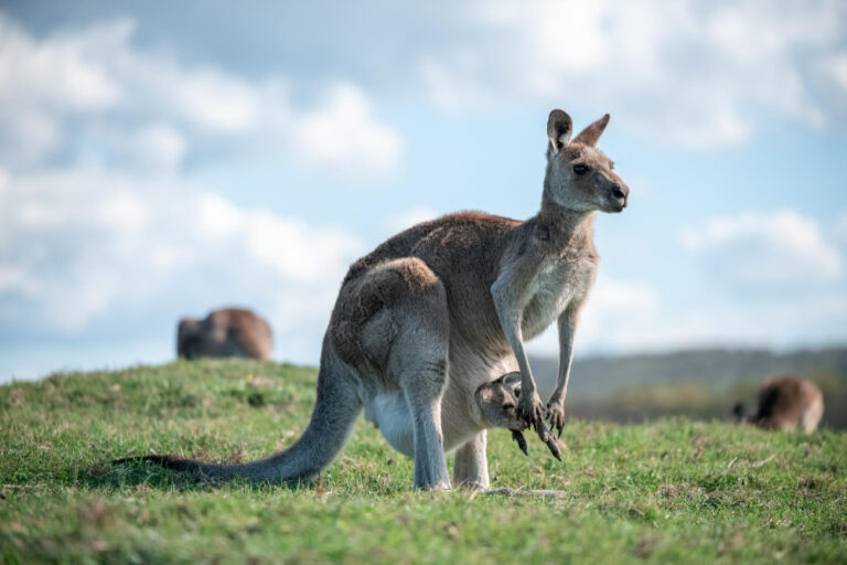 Crypto Market Cycles: Navigating Bull and Bear Phases in Australia