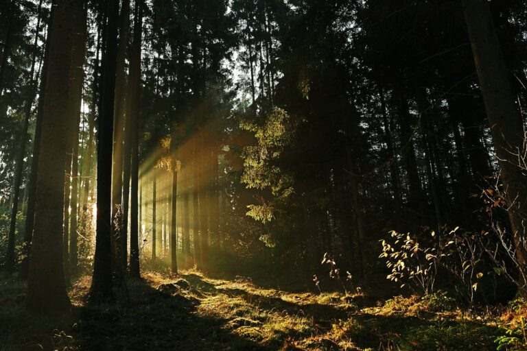 Finding a Reliable Caregiver in Woodlands: A Guide