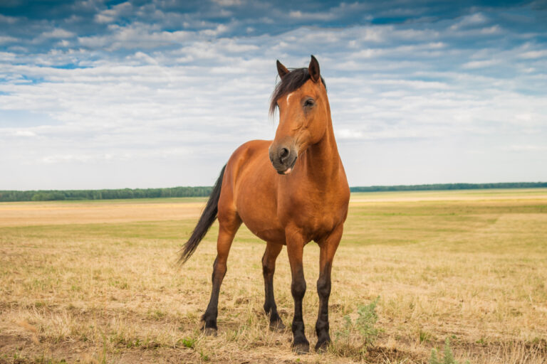 Seasonal Care Tips: How EquiNutritive’s Supplements Can Help Your Horse Year-Round