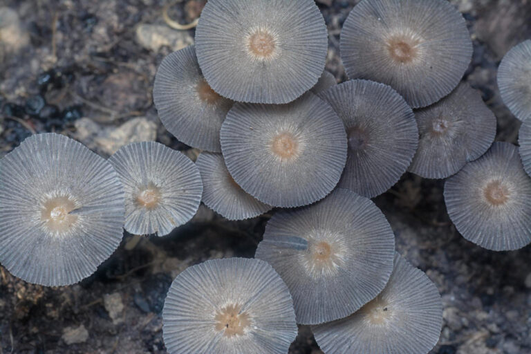 The Future of Mycology: Emerging Trends and Technologies