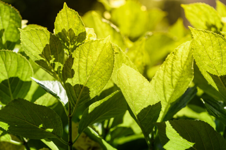 How Long Does Kratom Take to Kick In?