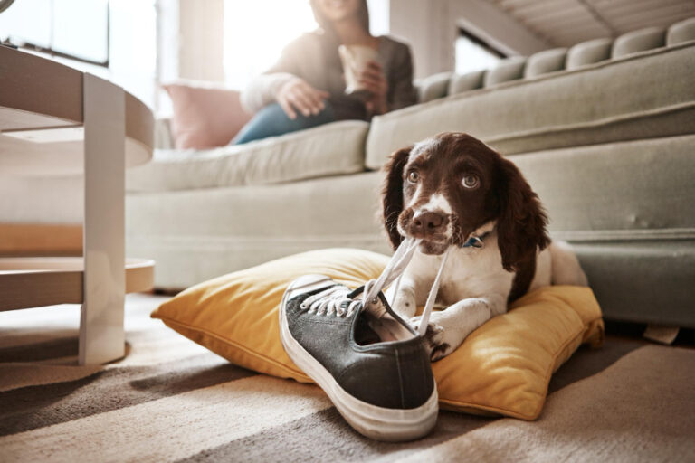 Things To Consider Before Bringing A Puppy Home