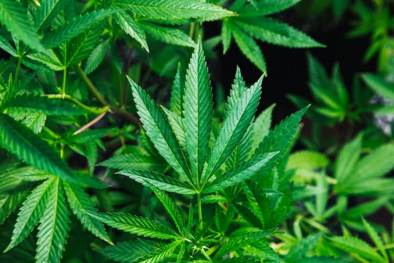 The Impact of Cannabis Legalization in Canada