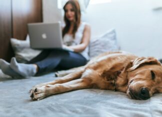 Golden Retriever lying on bed