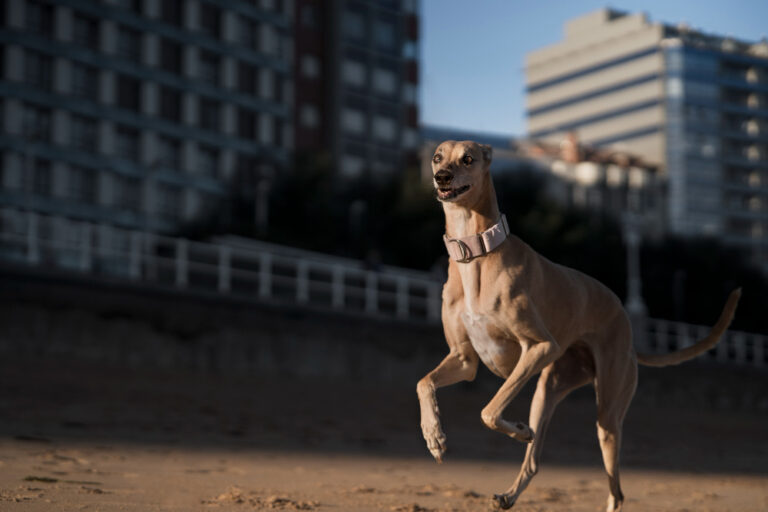 The Thrill of Greyhound Racing: Why It’s More Than Just a Sport in Australia