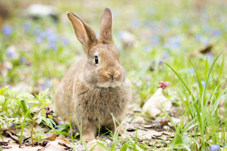 Rabbits Vs Guinea Pigs: A Guide to Feeding Your Furry Friends