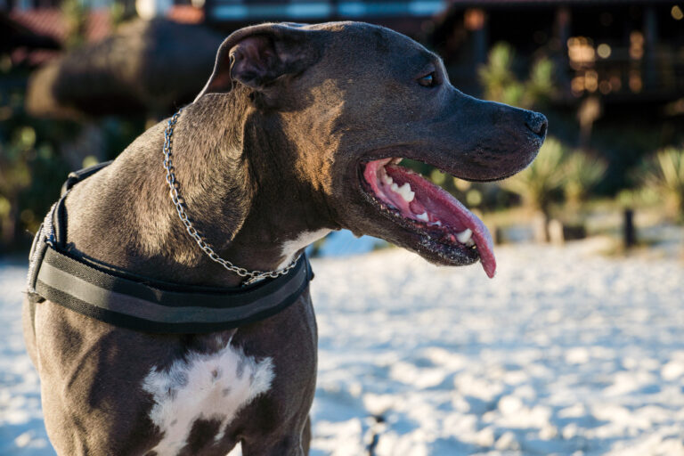 Dog Bite Statistics in Phoenix: What the Numbers Reveal About Safety