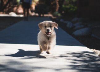 short-coated beige puppy