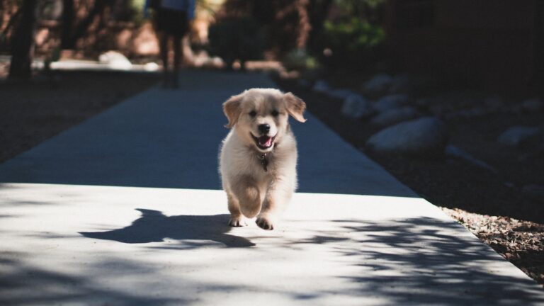 Bringing Home a New Puppy? Must-Have Essentials for a Happy Homecoming!